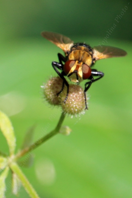Gymnosoma