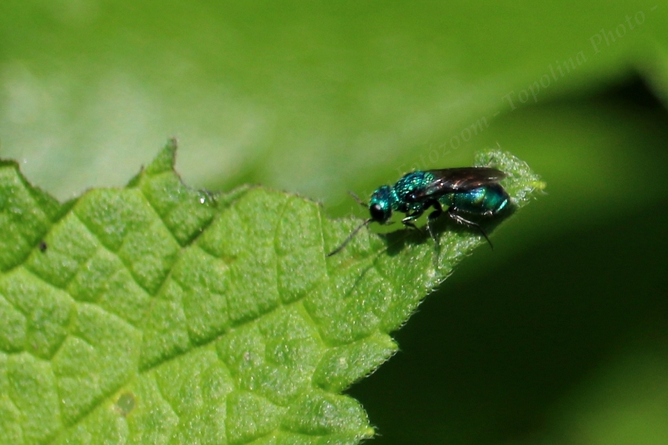 Chrysididae - fémdarazsak