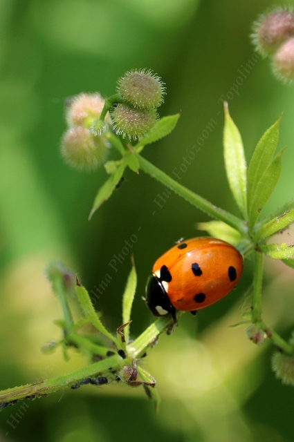Coccinella septempunctata - hétpettyes katica