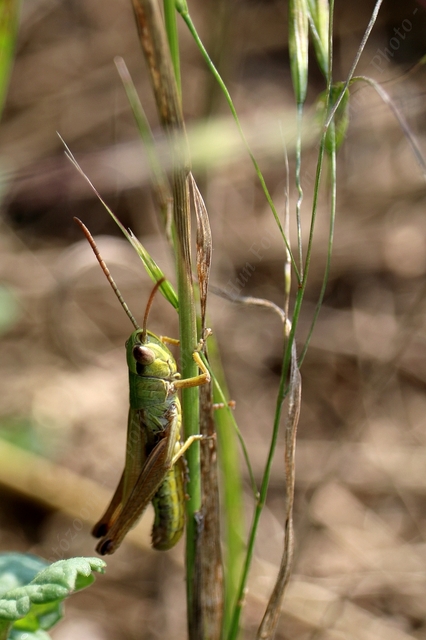 Pseudochorthippus parallelus - közönséges rétisáska