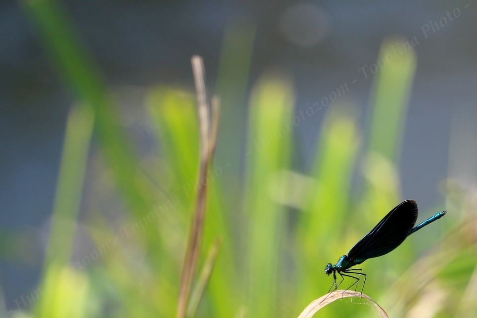 Calopteryx virgo - kisasszony-szitakötő