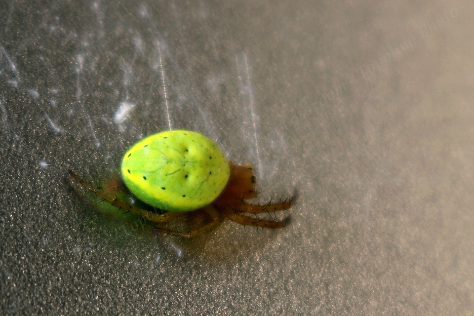 Araniella