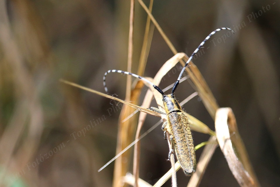 Agapanthia villosoviridescens - fehérgyűrűs bogáncscincér