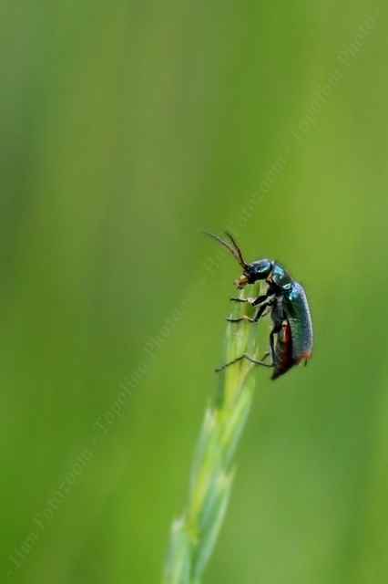 Clanoptilus