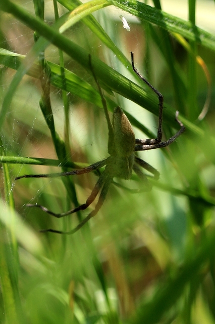 Pisaura mirabilis - csodáspók