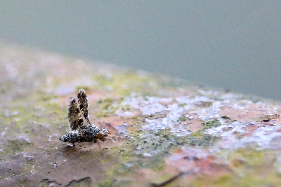 Callopistromyia annulipes - pávalégy