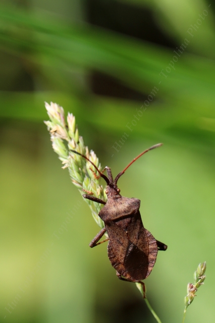 Coreus marginatus - közönséges karimáspoloska