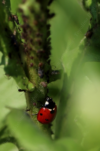 Coccinella septempunctata - hétpettyes katica