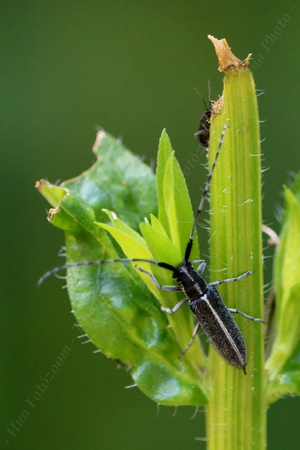 Agapanthia cardui - sávos bogáncscincér