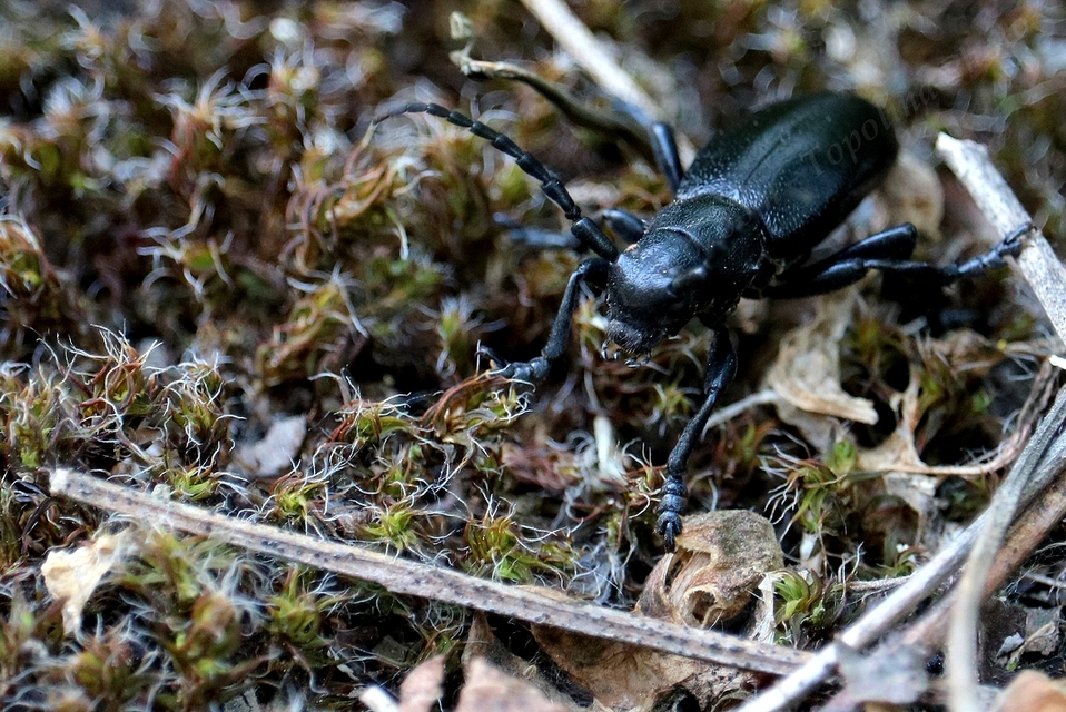 Dorcadion aethiops - fekete gyalogcincér