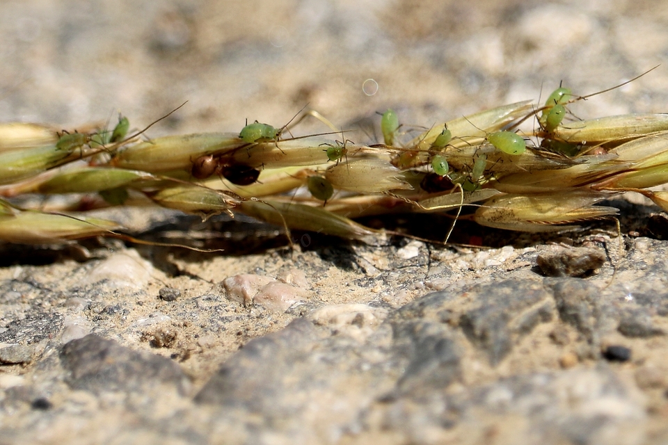 Aphididae - valódi levéltetvek