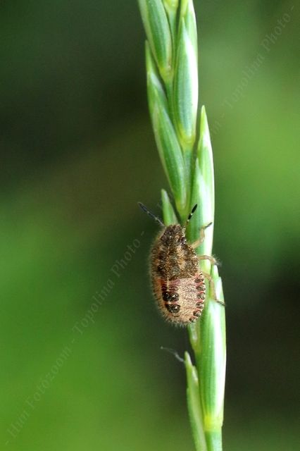 Dolycoris baccarum - közönséges bogyómászó-poloska