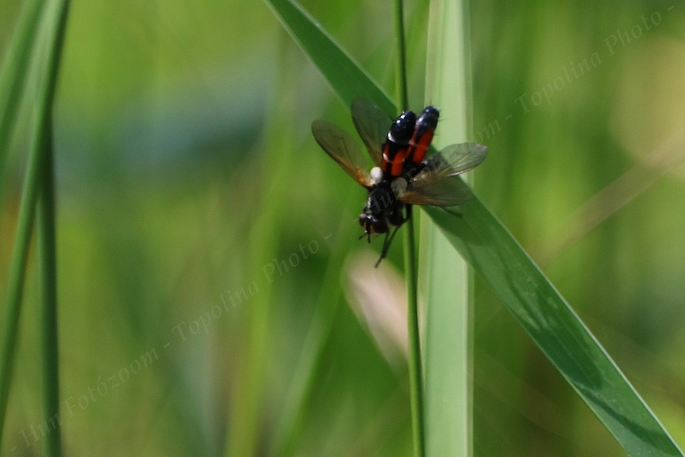 Cylindromyia