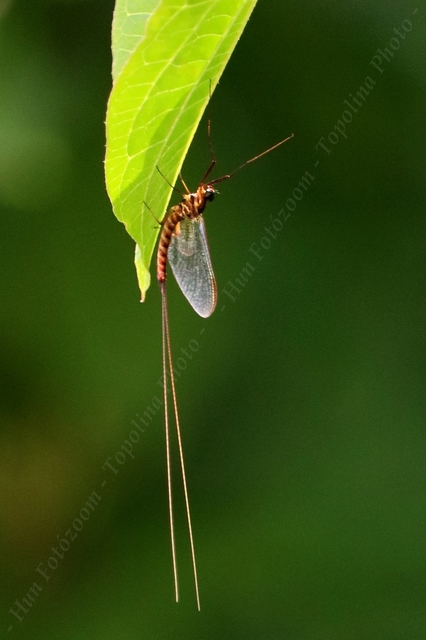 Ephemeroptera - Kérészek