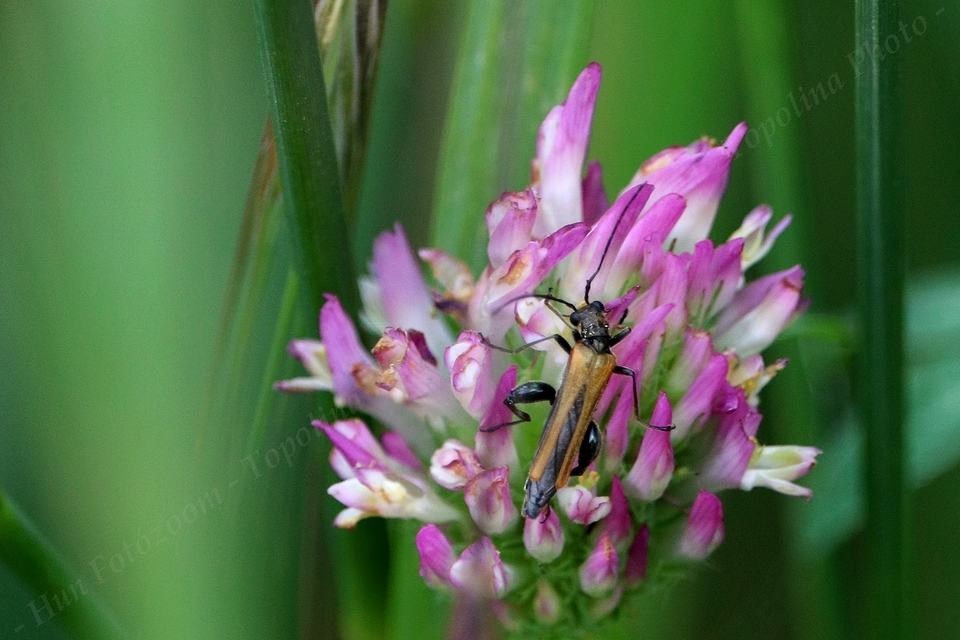 Oedemera femorata - sárgahátú álcincér