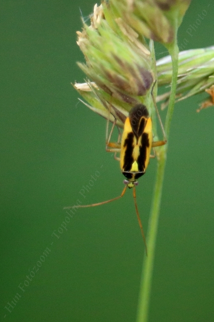 Stenotus binotatus - kétfoltos mezeipoloska