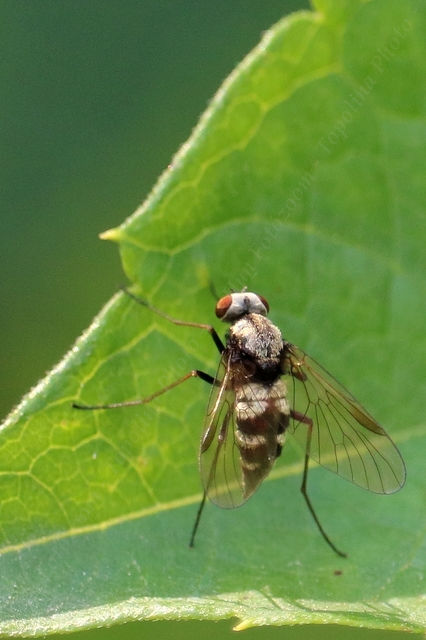 Chrysopilus erythrophthalmus