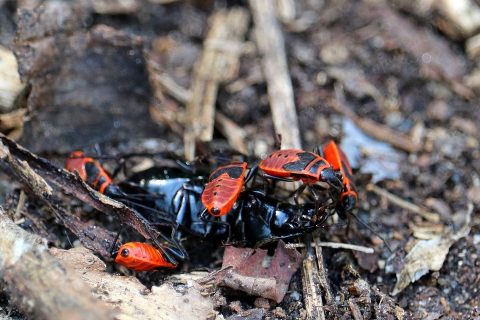 Pyrrhocoris apterus - verőköltő poloska
