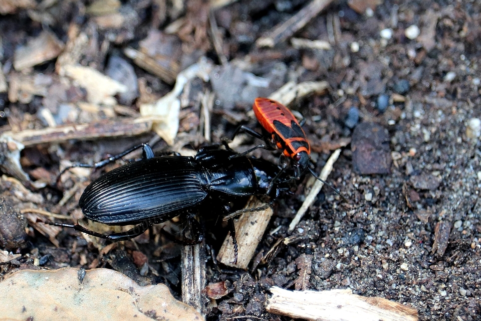 Pterostichus melas - fényes gyászfutó