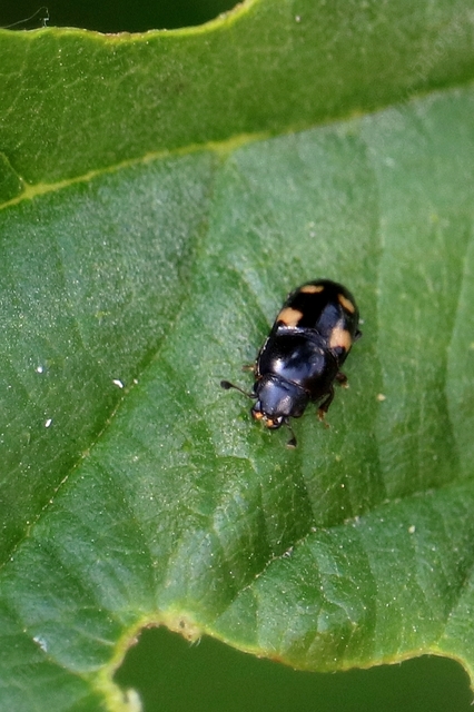 Glischrochilus quadrisignatus - amerikai fénybogár Glischrochilus quadrisignatus - amerikai fénybogár