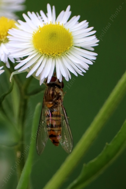 Episyrphus balteatus - ékfoltos zengőlégy