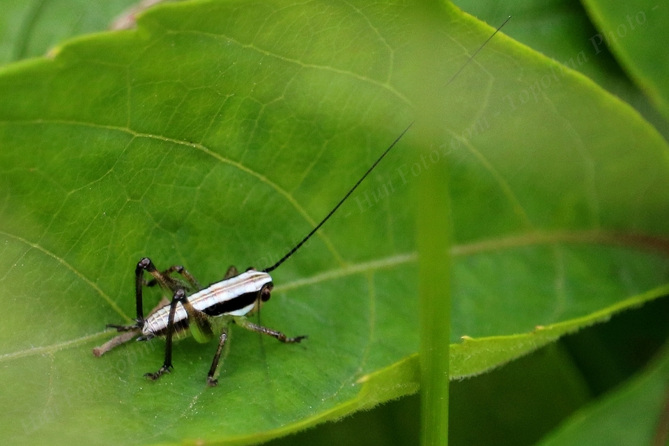 Pachytrachis gracilis - karcsú szöcske