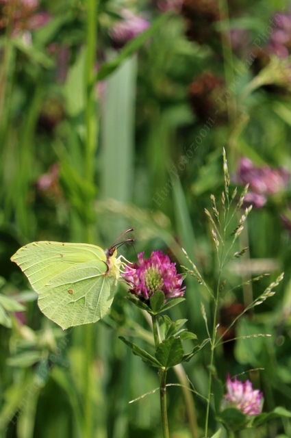 Gonepteryx rhamni - citromlepke