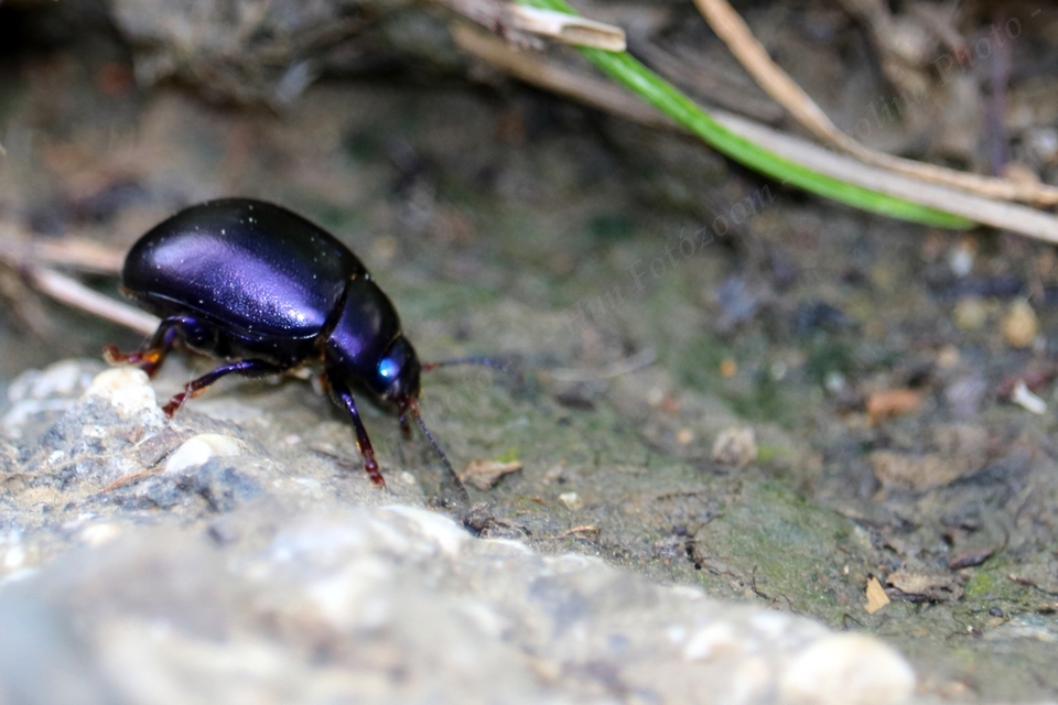 Chrysolina sturmi - vöröslábú levelész