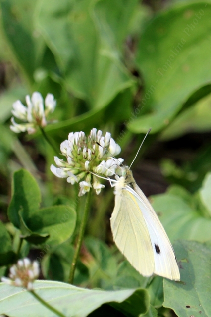 Pieris rapae - répalepke
