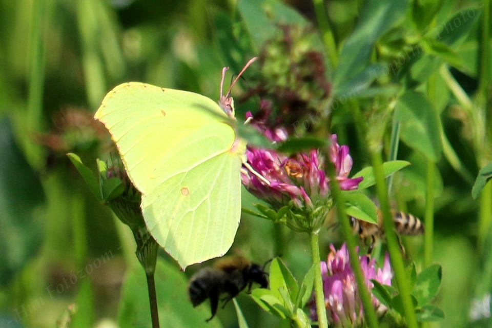 Gonepteryx rhamni - citromlepke