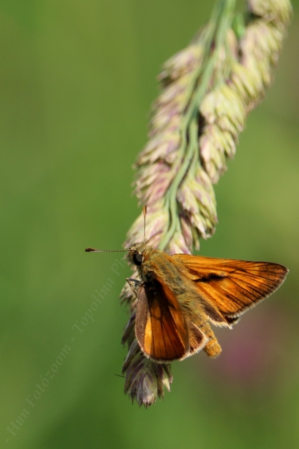 Ochlodes sylvanus - erdei busalepke