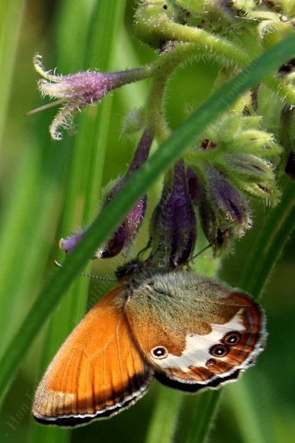 Coenonympha arcania - fehéröves szénalepke