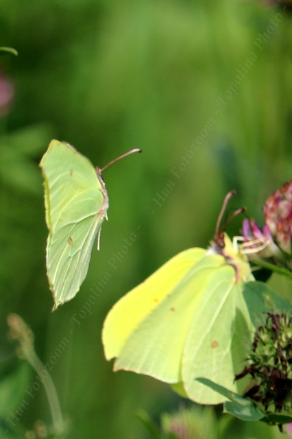 Gonepteryx rhamni - citromlepke