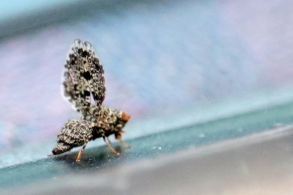 Callopistromyia annulipes - pávalégy