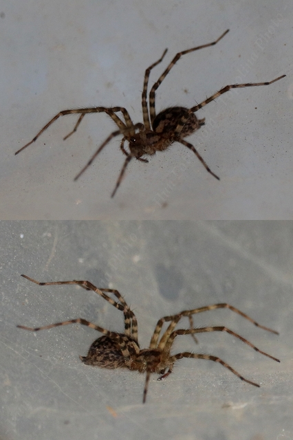 Tegenaria