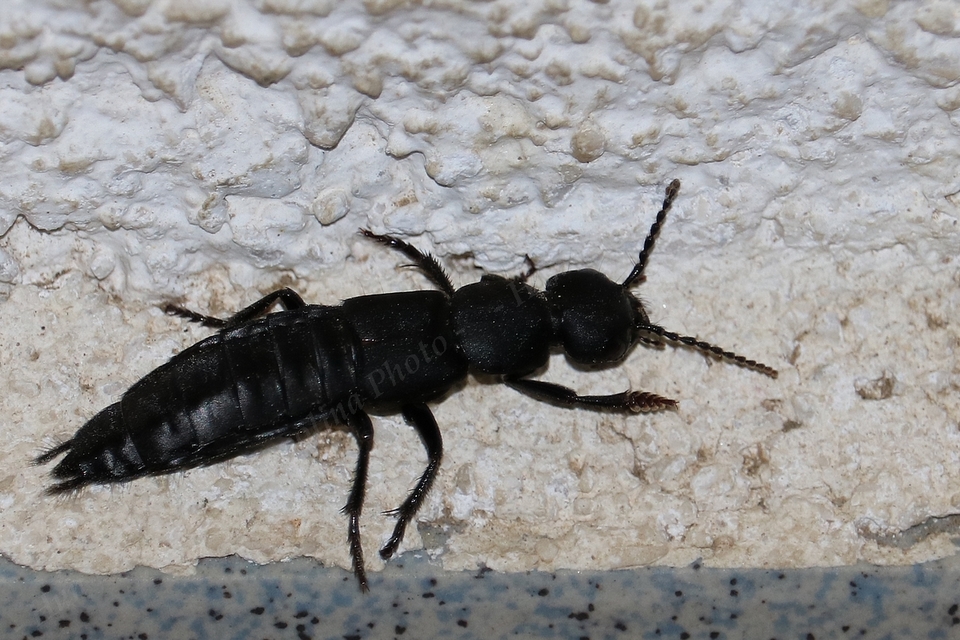 Ocypus