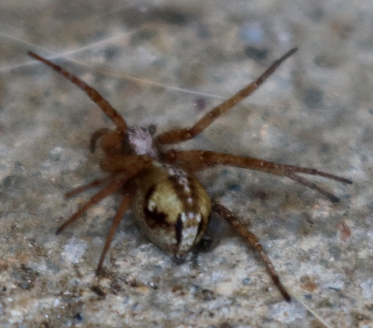 Philodromus