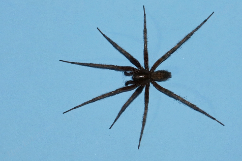 Tegenaria domestica - házi zugpók