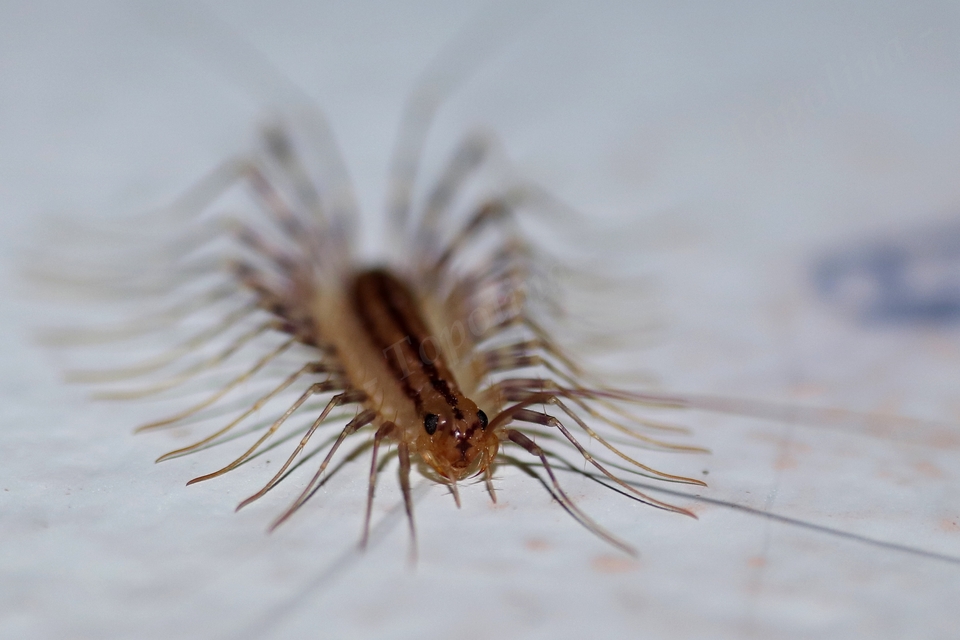 Scutigera coleoptrata - légyölő pókszázlábú