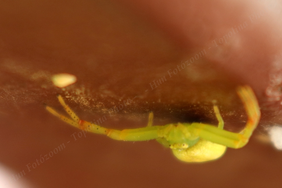 Ebrechtella tricuspidata - alakoskodó karolópók