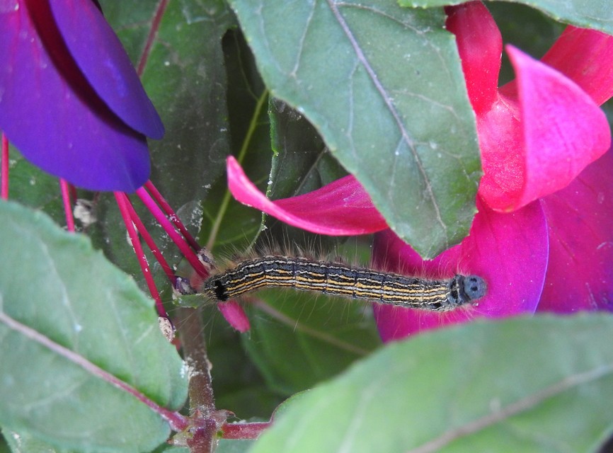 Malacosoma neustria - gyűrűsszövő