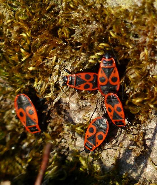 Pyrrhocoris apterus - verőköltő poloska