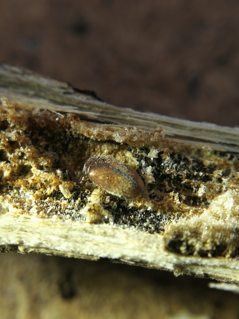 Scirtidae - rétbogárfélék