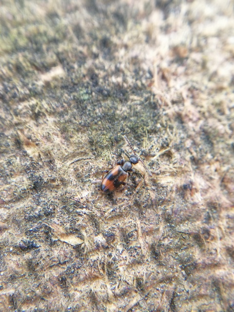 Anthicus antherinus - közönséges fürgebogár