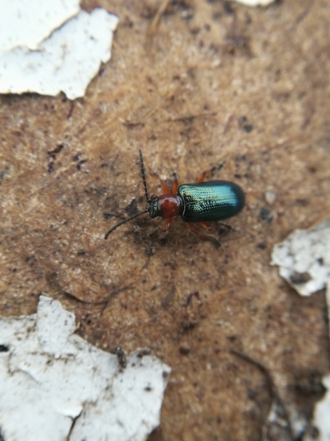 Oulema melanopus/duftschmidi