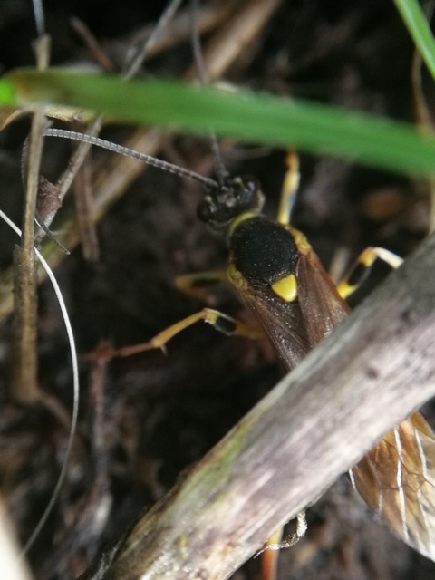 Ichneumoninae