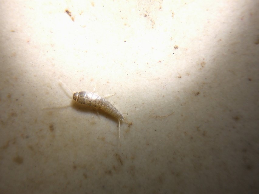 Lepisma saccharinum - ezüstös ősrovar