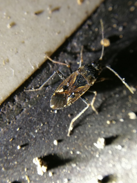 Rhyparochromus vulgaris - közönséges díszesbodobács