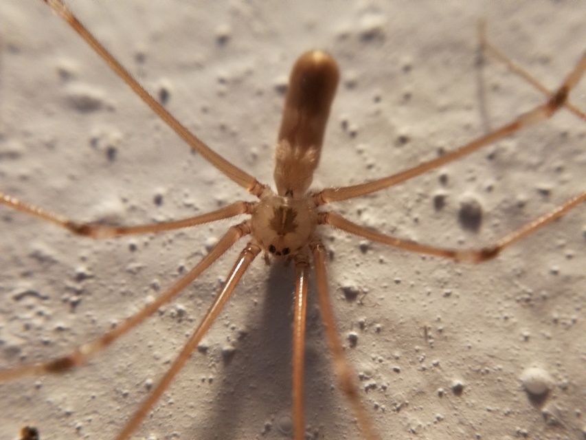Pholcus phalangioides - nagy álkaszáspók