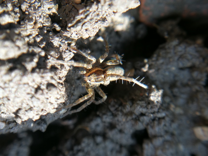 Pardosa